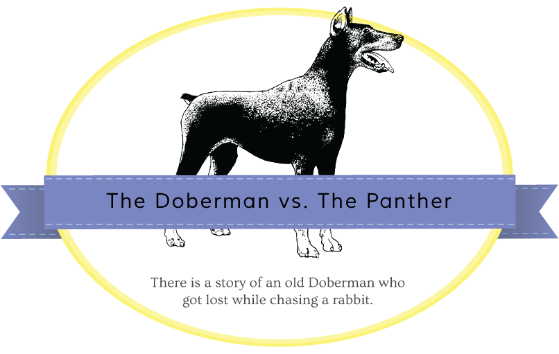 doberman-panther