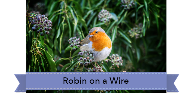 robin-on-a-wire